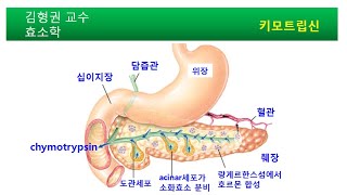 소화효소 chymotrypsin 작용기작 [upl. by Curson]