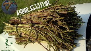 Asparagi selvatici  Coltivazione naturale spontanea stile Fukuoka [upl. by Nalid]