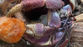 Hermit crab eating CLOSE UP Those claws are NUTS [upl. by Hornstein]