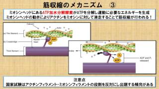 筋収縮のメカニズム ～No39 理学療法士国家試験対策 シリーズ～ [upl. by Kappel]