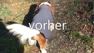 Spondylose beim Hund  Behandlung mit physiokey [upl. by Marlyn8]