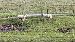 Wiltshire Horn ram duel [upl. by Raddie300]