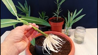 How to grow Oleander plant from cutting [upl. by Cerf]