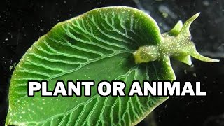 Animals That Can Photosynthesis Like Plants [upl. by Waine]