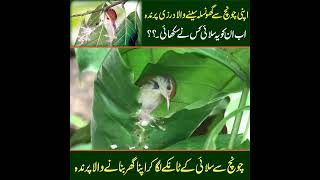 Tailorbird nesting story [upl. by Ennobe]