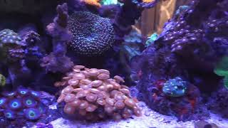 A quick video after water change and before hair algae removal and rose anemone removal [upl. by Mcclelland]