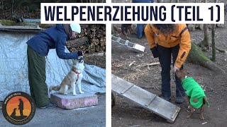 Welpenerziehung  Welpenkurse was der Welpe in den ersten Wochen erleben soll  Hundeschule UB [upl. by Bonni]