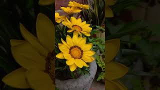 GazaniaBold and brightblooms with the sunbeautifulflowers naturetrendingyoutubeshorts [upl. by Ecerahc]