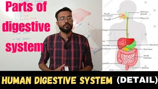 human digestive system  how digestive system works  digestive organs [upl. by Daly998]