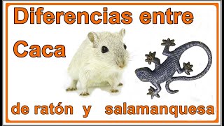 diferencias entre caca de ratón y salamanquesa [upl. by Manoop]