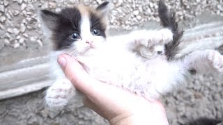 Calico baby kittens hiding in a hole [upl. by Eniawed984]