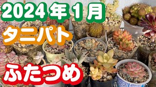 2024年1月めいかんベランダ多肉植物園ツアー26棚 [upl. by Gipson]