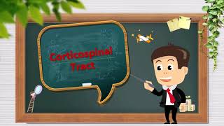 pyramidal tract part 1 corticospinal tract [upl. by Mathe722]