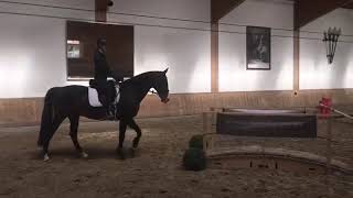 AchalTekkiner  Akhal teke  Working Equitation Training [upl. by Eileen]