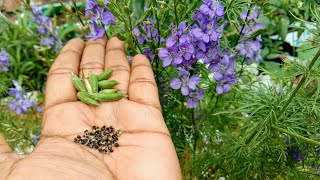 How to collect seeds from Larkspur flower plant [upl. by Aymik21]