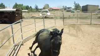 Caballo prieto azabache Vicente Fernandez [upl. by Musetta]