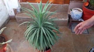 Yucca Plant Care  Fun Gardening  18 May 2017 [upl. by Wootan]