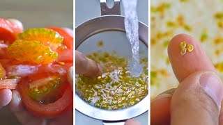 Easiest Way to Save Tomato Seeds [upl. by Josi]