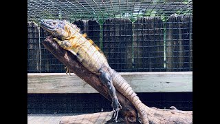 Banana Pectinata yellow Iguanas Hatchlings Adults caging and diet￼ [upl. by Radley]