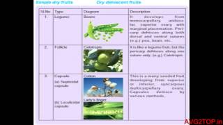 Classification Of Fruit Simple Dry Fruit [upl. by Hally940]