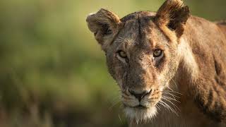 Lion Pride Vehicle Walkby in the Masai Mara [upl. by Armstrong]