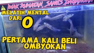 Cara melatih mental maru  dari 0 baru pertama beli ombyokan [upl. by Gough]