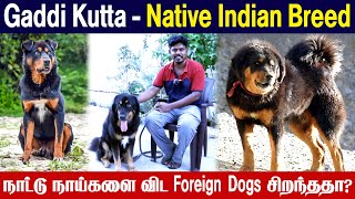 நாட்டு நாய்களை விட Foreign Dog சிறந்ததா  Gaddi Kutta Dog  Himalayan Sheepdog  Indian Breed Dogs [upl. by Worlock]