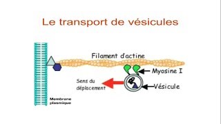 Les fonctions du cytosquelette d’actine [upl. by Amedeo]