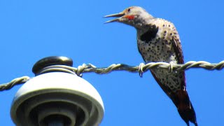 Northern Flicker Woodpecker LOUD Sounds Calling [upl. by Attehcram]