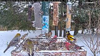 20 Minutes Of Crazy Winter Finch Action At The Ontario FeederWatch Cam  Feb 15 2023 [upl. by Dlarej447]