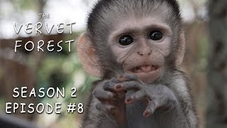 Baby Updates New Orphan Darcy arrives and Maysie meets the moms  Vervet Forest  S2 ep 8 [upl. by Narah]