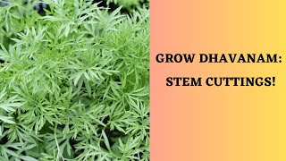 Grow Dhavanam  Davana Davanam  Artemisia Pallens Stem Cuttings [upl. by Prudence]