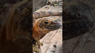 Orange Tiger Ctenosaura Iguana Very Tame Hatchlings available [upl. by Coralie]