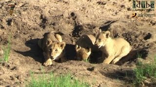 LIONS Following The Pride 9 Playing In The Sand [upl. by Lail]