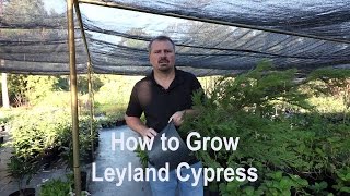 How to grow Leyland Cypress with a detailed description [upl. by Reteid962]