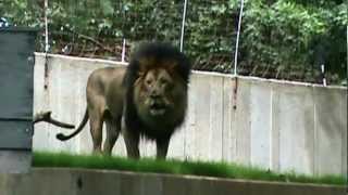 Luke the Lion Roaring at the DC ZOO [upl. by Davey]