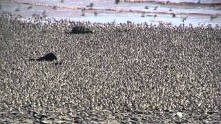 Flight of the Sandpipers Dorchester NB [upl. by Nigam960]