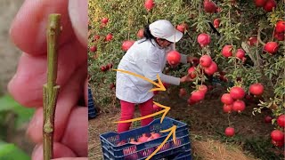 Pomegranate Miracle Double Your Harvest with Grafting [upl. by Rorke]