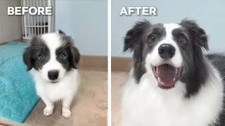 My Border Collie Puppy Growing Up 8 Weeks to 5 Years [upl. by Aener]