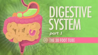 Digestive System Part 1 Crash Course Anatomy amp Physiology 33 [upl. by Gmur]