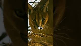 Impresionante lince cazando pajaritos 😱 faunasalvaje fauna animales [upl. by Sallad]