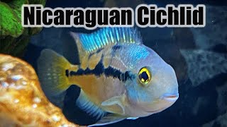 Nicaraguan Cichlid  Care Guide amp Species Profile Macaw Cichlid [upl. by Iahs]