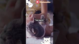 Kucing sebagai terapis pribadi guys🥰🥰😍kucingpintar catlover [upl. by Merrill]