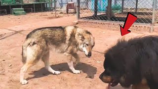 Can a Tibetan Mastiff take down a wolf [upl. by Adnana]