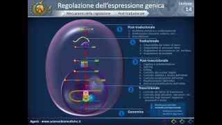 Biologia 14  Regolazione dellespressione genica [upl. by Artinak]