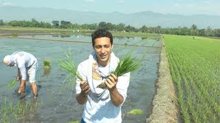 Foreigners Planting Rice In The Philippines Ep 7 [upl. by Scribner270]