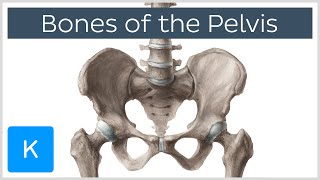 Bones of the Pelvis  Human Anatomy  Kenhub [upl. by Yffat971]