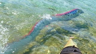 GIANT OARFISH FILMED IN MEXICO [upl. by Llertram484]