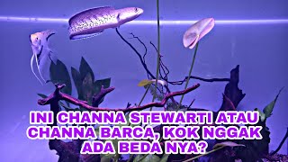 IKAN CHANNA STEWARTII KW BARCA shorts short shortvideos [upl. by Catto975]