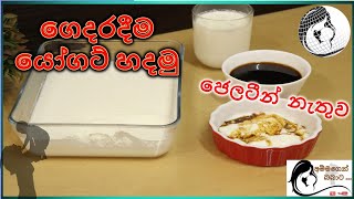 ගෙදරදීම යෝගට් හදමු ජෙලටීන් නැතුව  Homemade Yoghurt without Gelatin Baby Food Sinhala Recipes [upl. by Ennairam]